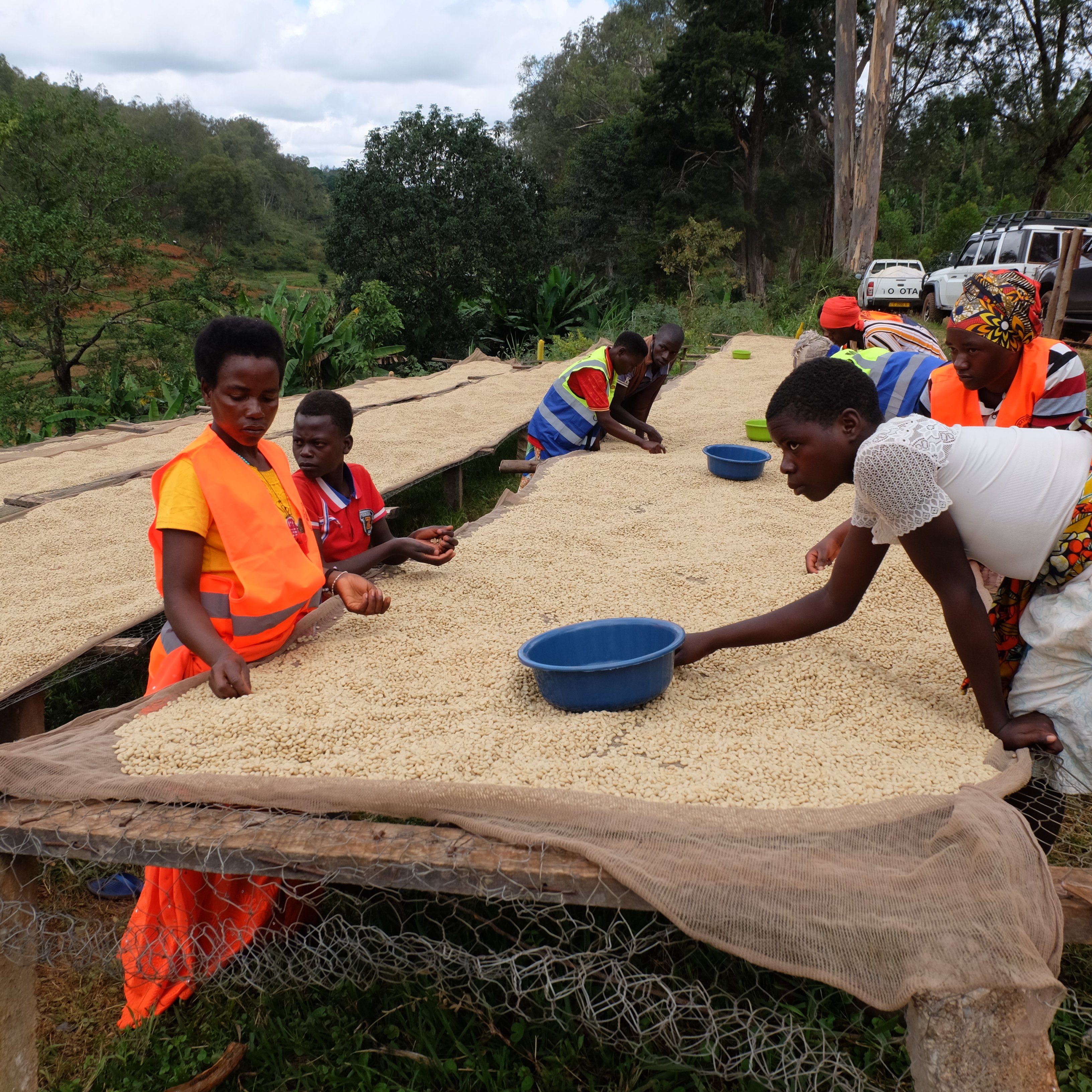 中川　フルコンプ　20種　生写真 Burundi Businde Washed(24/25年クロップ) | ORIGIN COUNTRIES for